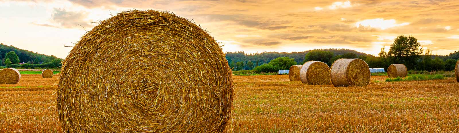 Large bales of hay sitting in a field